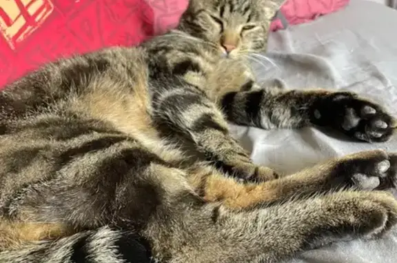 Chat tigré perdu, queue courte, Rougegoutte - photo