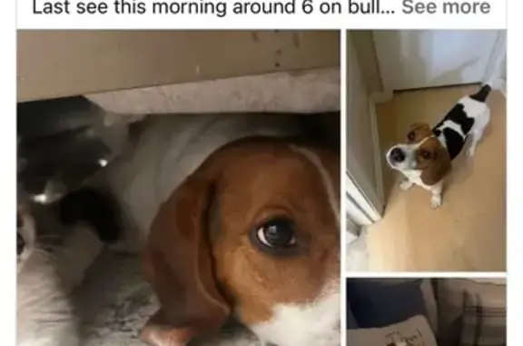 Sweet, Playful Dog Lost on Bull Slough Rd