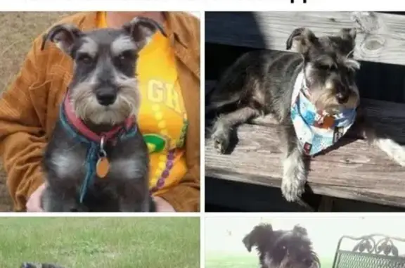 Lost Black & Gray Dog on Hightower Rd