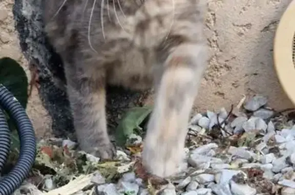 Animaux perdus Pertuis, photo: Chatte grise tachetée perdue à Pertuis