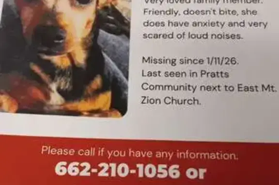 Lost Chiweenie: Black Coat, Anxious
