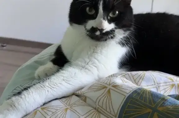 Chat perdu : Gros noir et blanc, Miyou, Annecy - photo