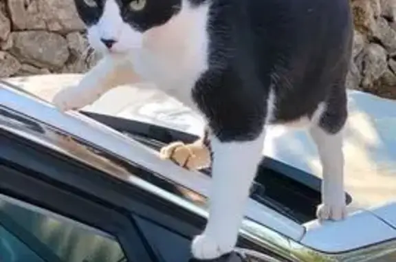 Gatita Esmoquin Perdida en Lloret de Vistalegre