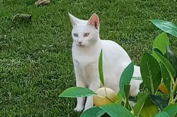 Chatte blanche perdue à Ambarès-et-Lagrave - photo