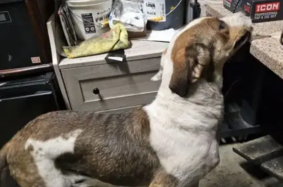 Sweet Yet Fierce Lost Dog on Lasalle Dr