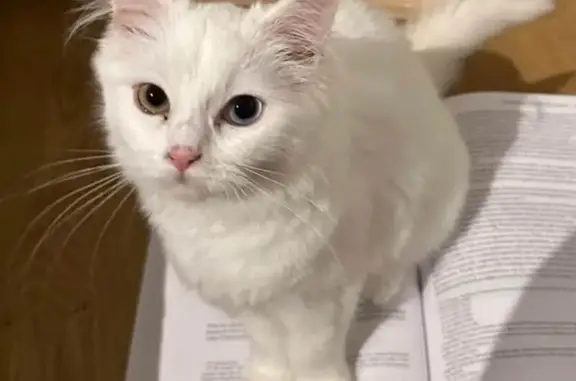 Lost White Cat: Fluffy Tail & Unique Eyes