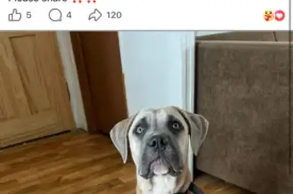 Lost Dog: Tan Coat, Grey Eyes - Maysel