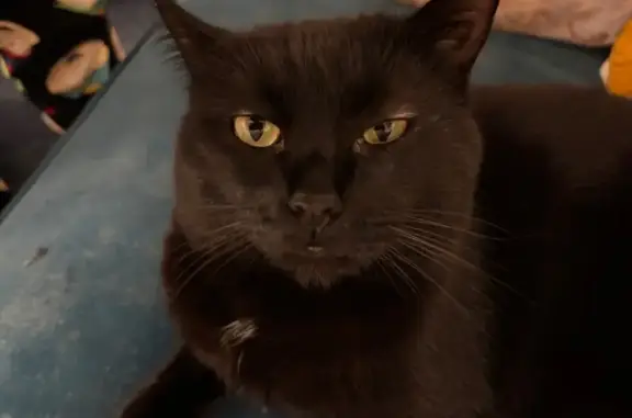 Chat perdu : Plouf, mâle noir 2 ans, Savigny - photo
