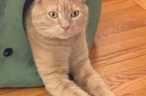 Missing cat Minneapolis, photo: Lost Orange Cat - 33rd Ave S, Minneapolis