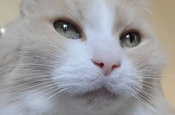 Lost Orange Cat: Fluffy & Vocal in Staunton