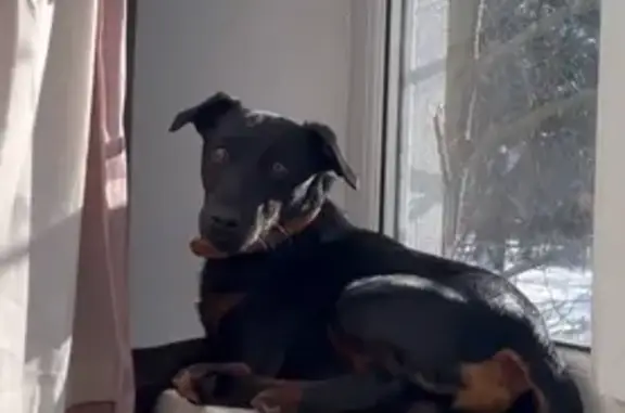 Зникла собака Бадді на Антіна Манастирського