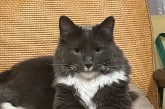 Missing Large Gray Cat on Woodbine Rd