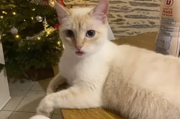 Animaux perdus Pipriac, photo: Chat perdu : Ares, blanc et roux, Pipriac