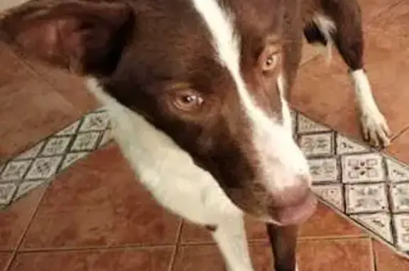 Perra Cariñosa Rescatada en Pe...