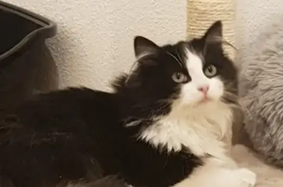 Chat perdu, Luxeuil-les-Bains, photo: Chat perdu noir et blanc à Luxeuil-les-Bains