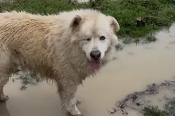 Mastín del Pirineo Perdido en Aguas Blancas