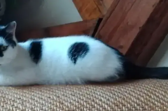Animaux perdus , photo: Chat perdu: blanc tacheté noir à La Balme