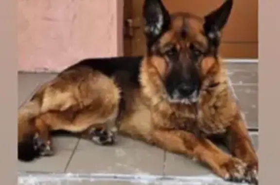 Зникла собака Рой у Черкасах! Допоможіть!