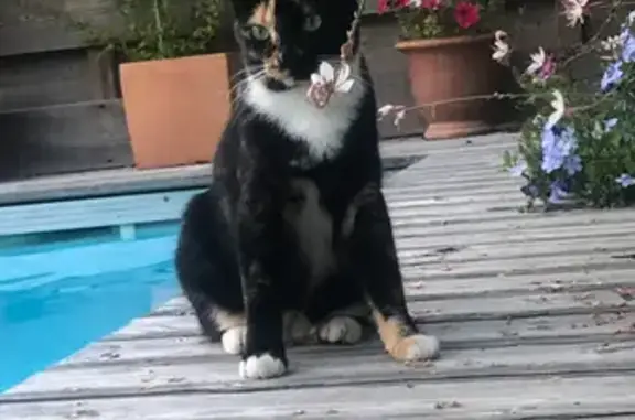 Chatte écaille de tortue perdue au Bouscat - photo