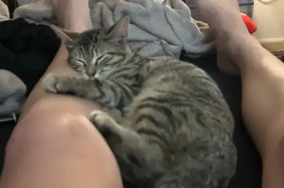 Lost Gray Cat: Shy, Sweet, Paradise Isle - photo