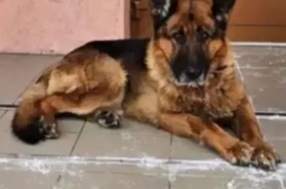 Зникла собака Рой: Черкаси, провулок Біляшівського