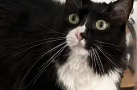 Chat perdu : Noir et blanc, 5 ans, Baillargues - photo