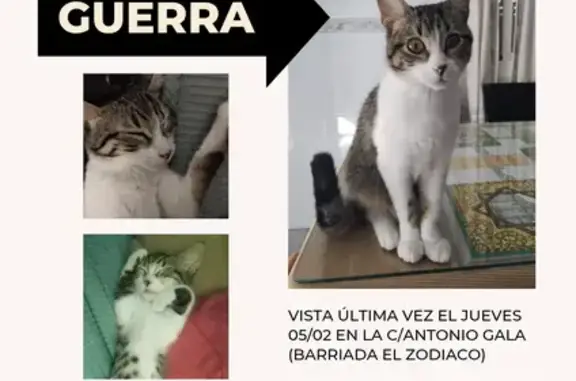 Gatita Perdida en Sevilla: 8 Meses, Calle A. Gala