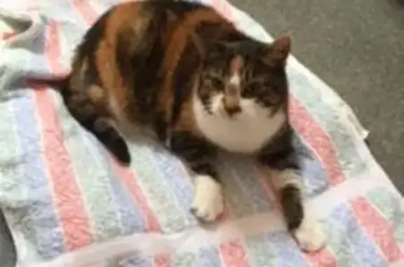 Chat perdu, , photo: Chatte tricolore âgée perdue à Rennes