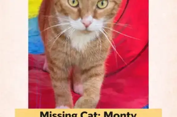 Lost Orange Cat with Green Eyes in Abington