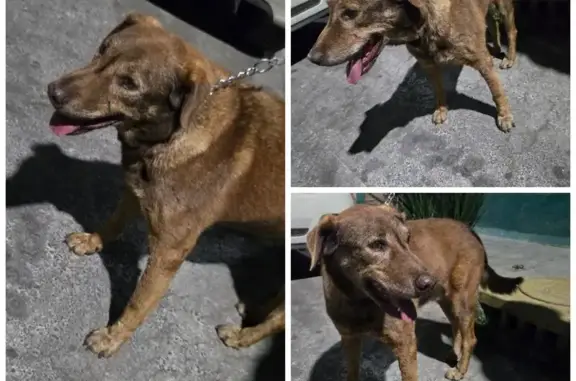 Búsqueda de mascotas, foto: ¿Es tuyo? Perrito encontrado en Ermita