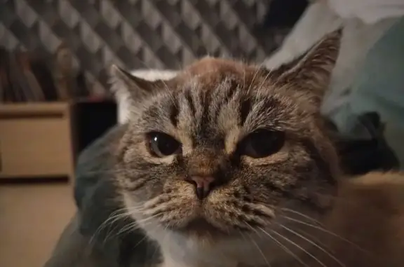 Animaux perdus Corcieux, photo: Chatte perdue, craintive, Corcieux