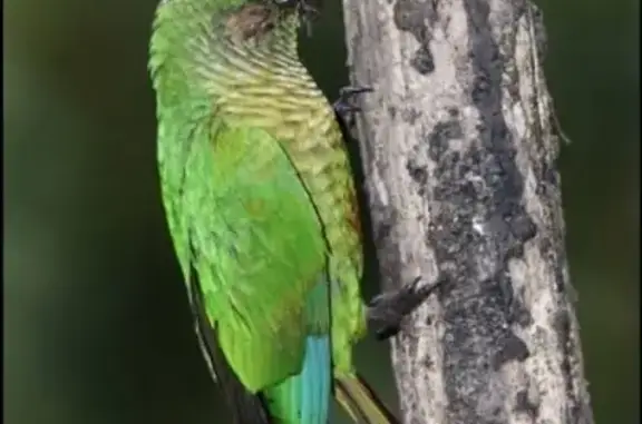 Animaux perdus Le Grand-Quevilly, photo: Perroquet vert-bleu perdu, sociable, sifflant