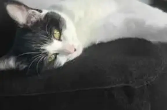 Chat perdu, Balazé, photo: Chatte Ayla perdue à Balazé