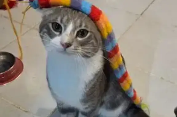 Animales perdidos Tijuana, foto: ¡Ayuda a encontrar a Felipe, gatito perdido!