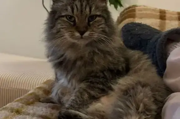 Chatte perdue à Tournefeuille - photo