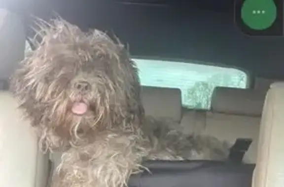 Lost: Brown, Fluffy Dog Near Forney