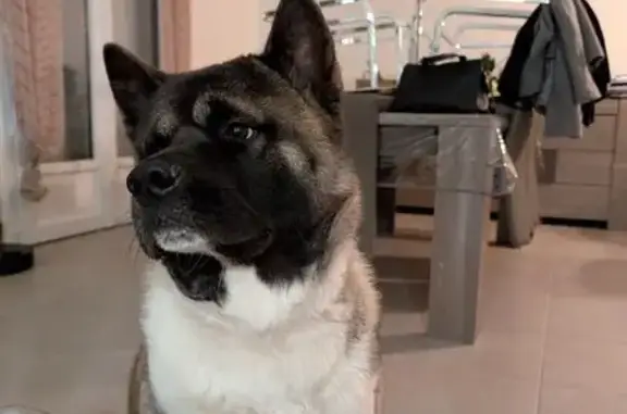 Chien perdu Akita Américain, Villiers-Fossard - photo