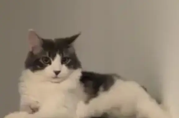 Chat perdu blanc taches grises Garons - photo