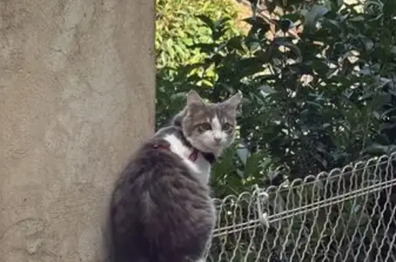 Animaux perdus Nîmes, photo: Chatte perdue grise/blanche harnais rose Nîmes