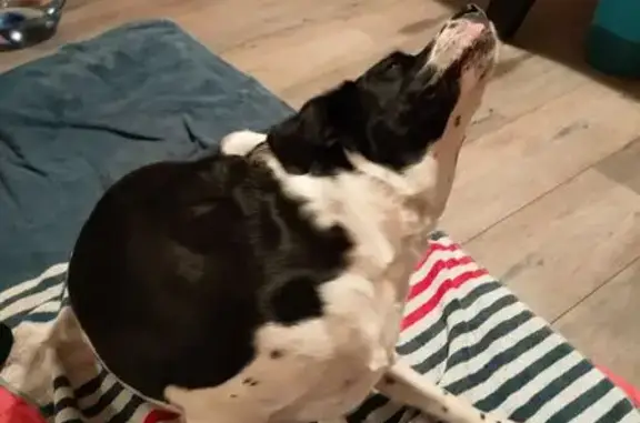 Chienne noire et blanche trouvée à Couzeix - photo