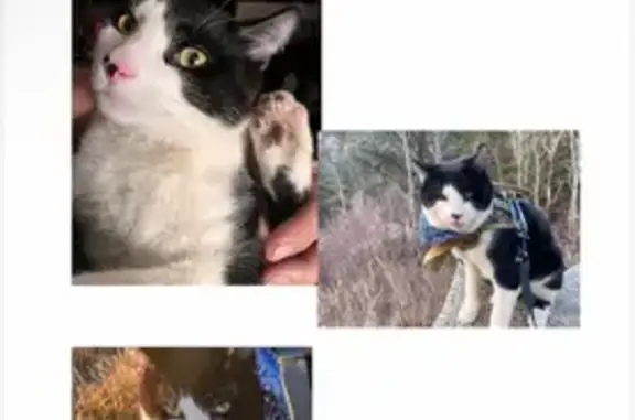 Missing cat Colorado Springs, photo: Lost Cat: Unique Nose Marks, East Fillmore