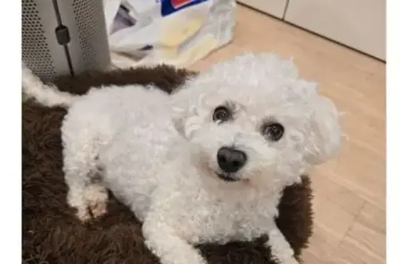 Lost Bichon Frise Near Concord School