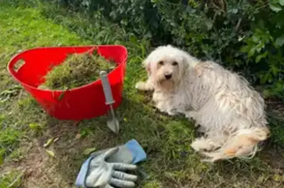 Lost Dog: Friendly & Scruffy on McKinnon Rd