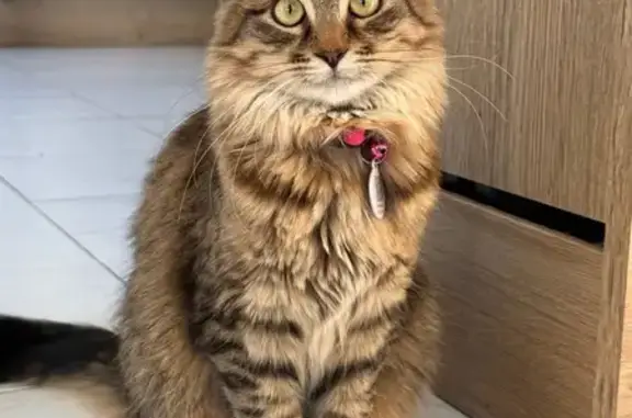 Animaux perdus , photo: Chatte perdue, sociable, collier rose, La Feuillie