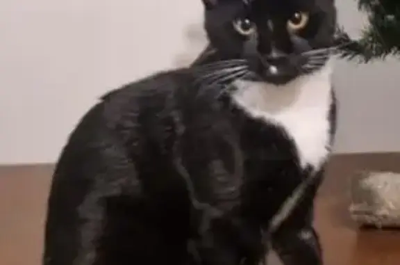 Lost Tuxedo Cat: Help Find Zorro!