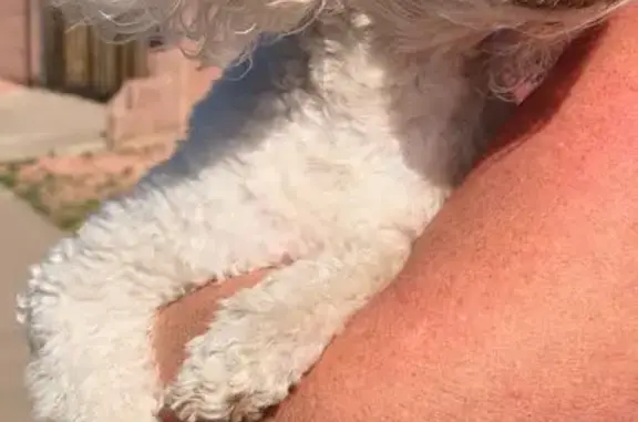 Found pets Phoenix, photo: Found: Well-Groomed Dog in Phoenix