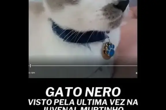 Gato desaparecido