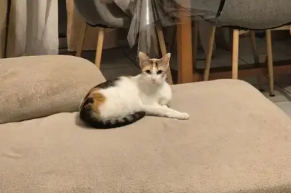 Animaux perdus Rochefort, photo: Chat perdue, collier rose, Rochefort