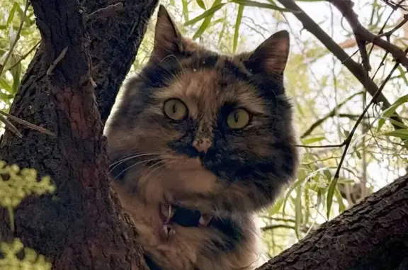 Lost Cat: Patchy Nose in Las Vegas