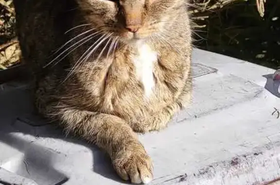 Animaux trouvés Frans, photo: Chat mâle rayé trouvé à Limas